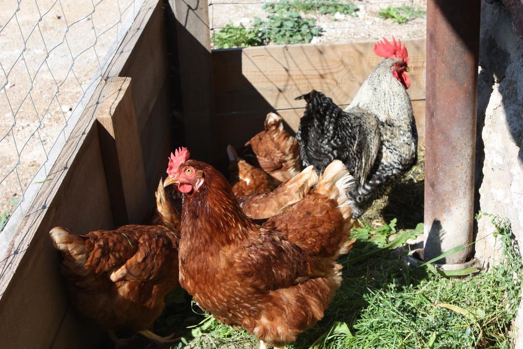 Ferienbauernhof Masunerhof Fiè Εξωτερικό φωτογραφία